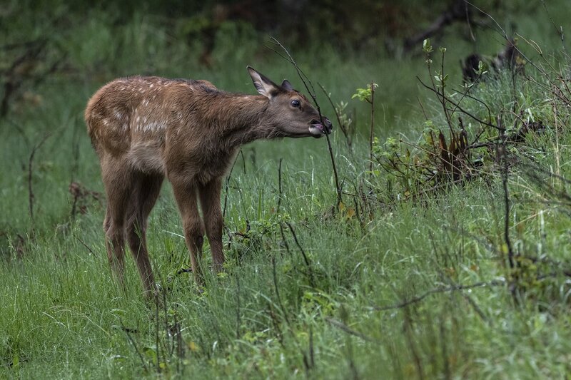 elk-0590.jpg :: Calf elk smells dead sapling
