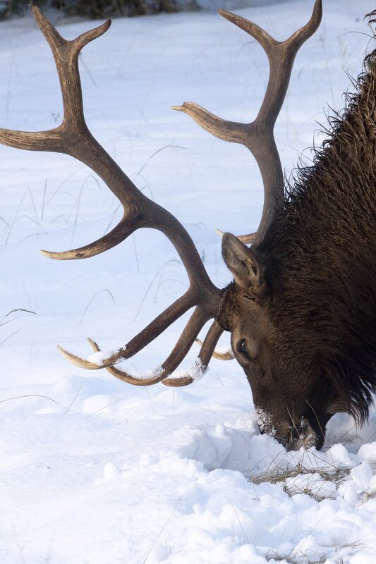 elk-0597.jpg :: Close-up of bull elk feeding on grass