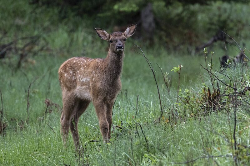 elk-05972.jpg :: Calf elk in forest in summer