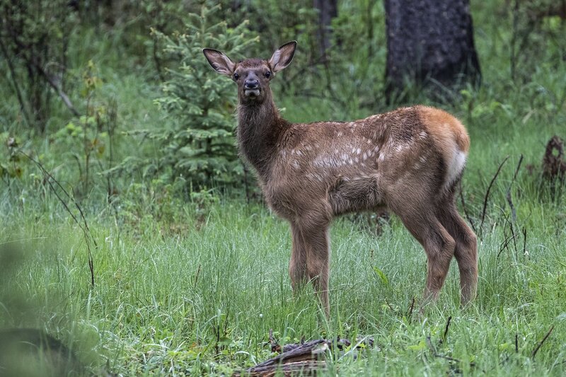 elk-0604.jpg :: Calf elk in forest in summer