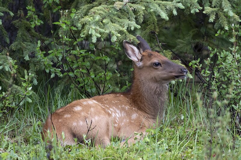 elk-0606.jpg :: Calf elk bedded under spruce tree