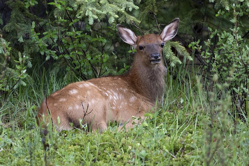 elk-0610.jpg :: Calf elk bedded under spruce tree