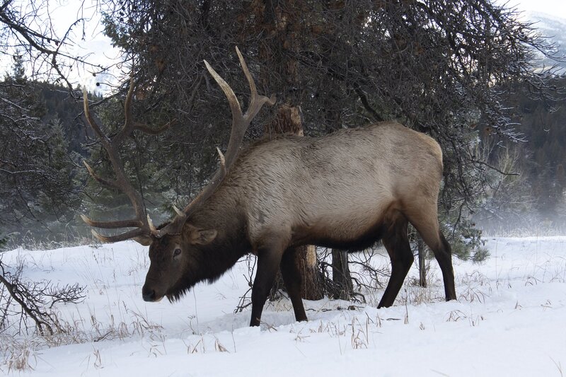 elk-0703.jpg :: Large bull elk feeding in winter