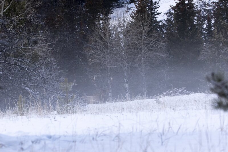 elk-0707.jpg :: Bull elk resting in foggy forest