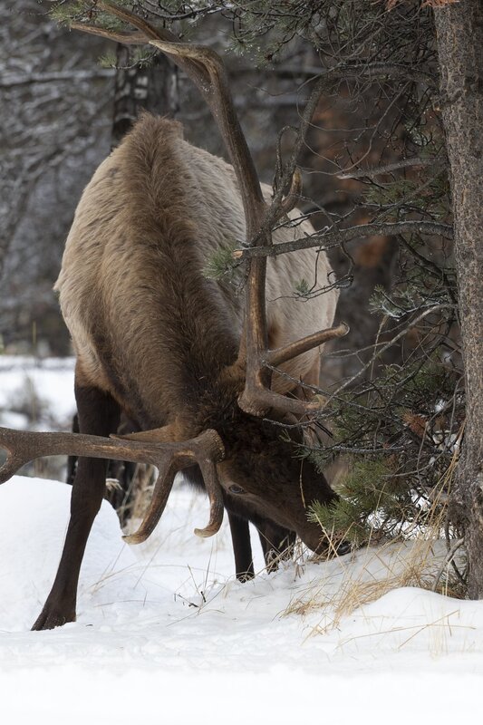 elk-0722.jpg :: Bull elk feeding in forest in winter