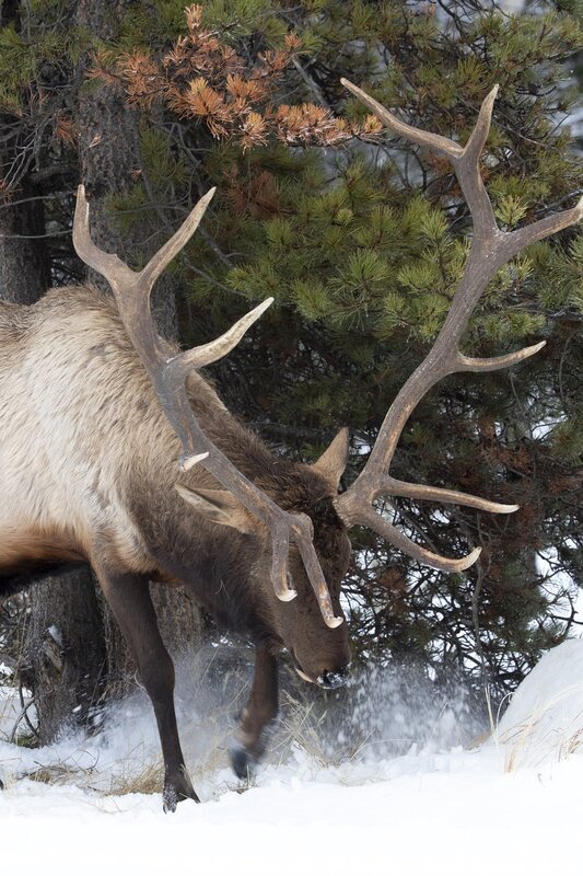 elk-0730.jpg :: Bull elk feeding in forest in winter