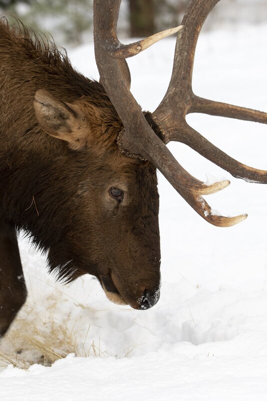 elk-0762.jpg :: Bull elk feeding on grass in winter