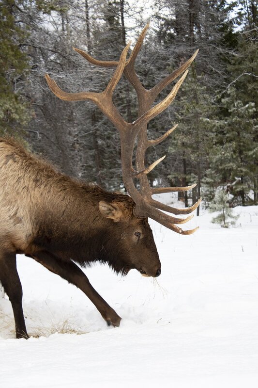 elk-0766.jpg :: Bull elk pawing in snow in winter