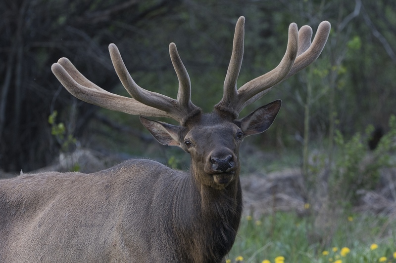 elk-0794.jpg