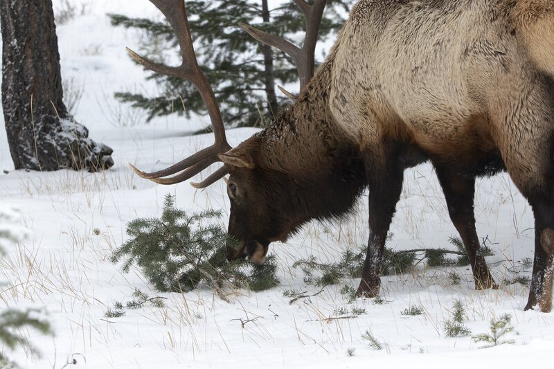 elk-0802.jpg :: Bull elk feeding on fir needles in winter