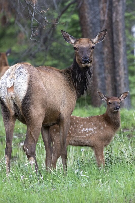 elk-0825.jpg