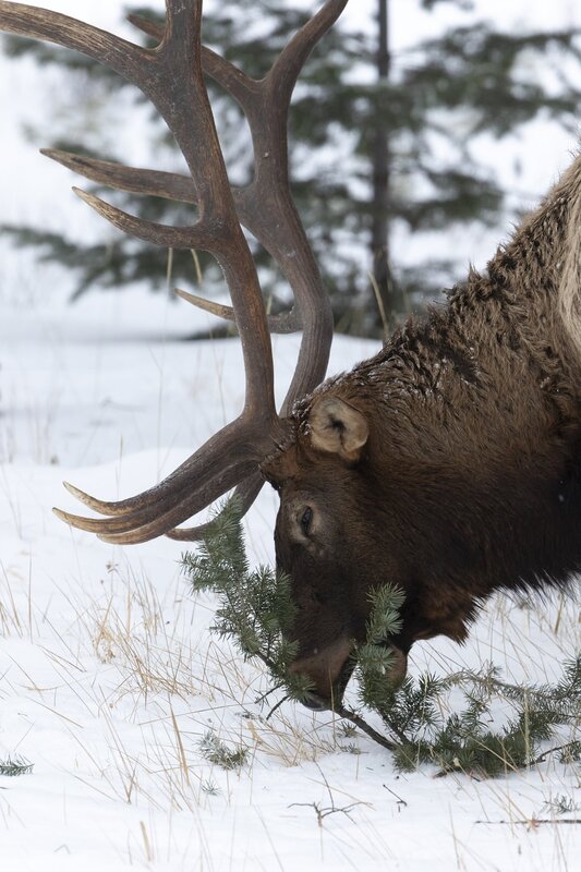 elk-0842.jpg :: Bull elk feeding on fir needles in winter