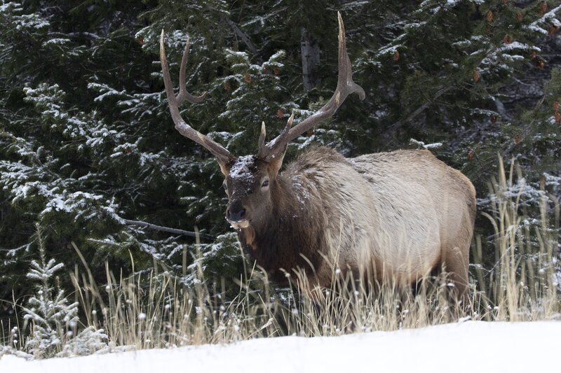 elk-0855.jpg :: Bull elk emerges from forest in winter