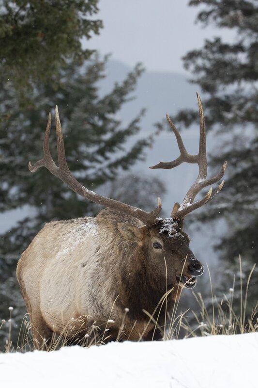 elk-0892.jpg :: Bull elk in forest in winter