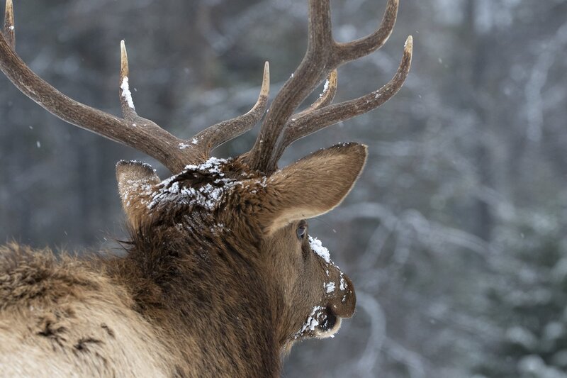 elk-0908.jpg :: Closeup of bull elk from behind