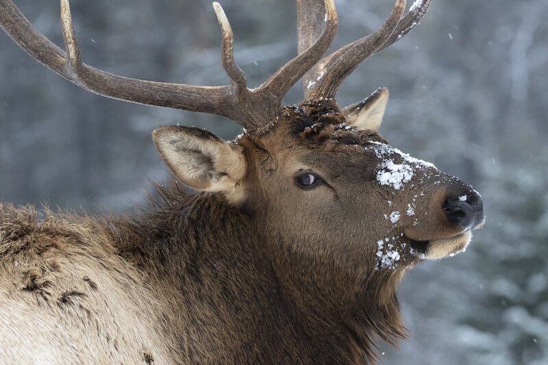 elk-0910.jpg :: Close-up of bull elk in winter
