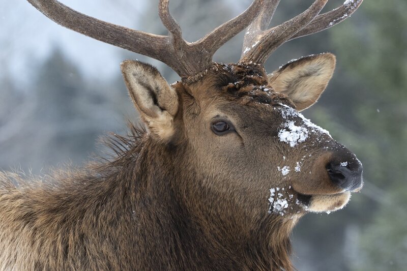 elk-0914.jpg :: Close-up of bull elk in winter
