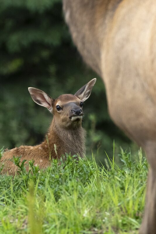 elk-10082.jpg :: Calf elk bedded near cow