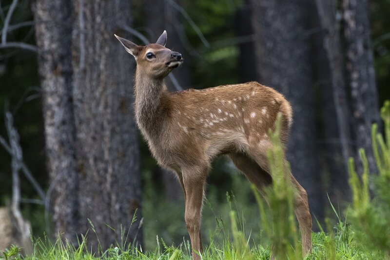 elk-1011.jpg :: Calf elk at edge of forest in summer
