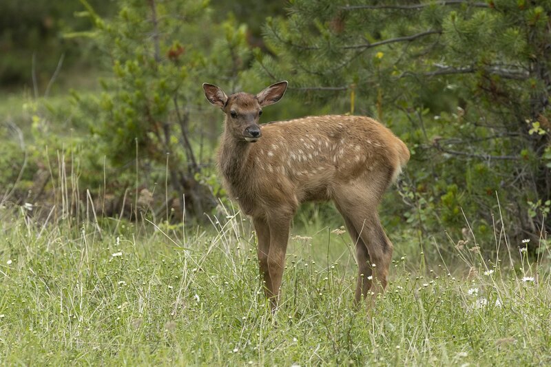 elk-1023.jpg :: Calf elk at forest edge in summer