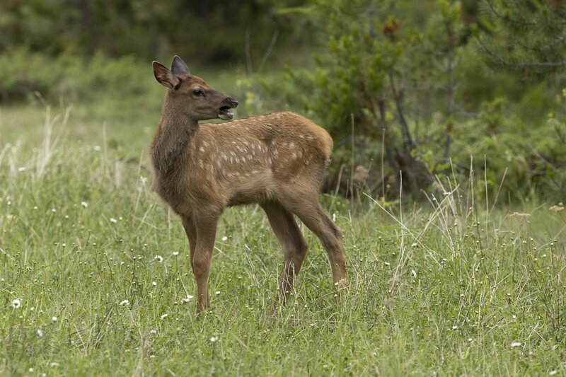 elk-1034.jpg :: Calf elk at forest edge in summer