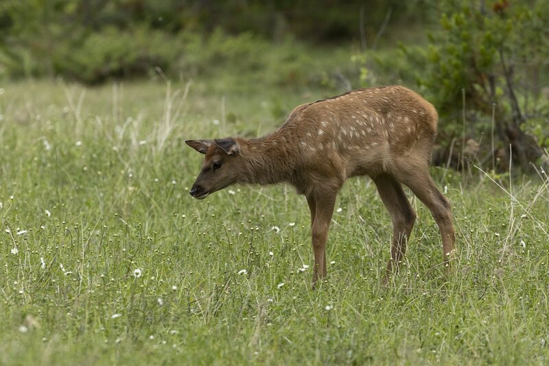 elk-1041.jpg :: Curious calf elk at forest edge in summer