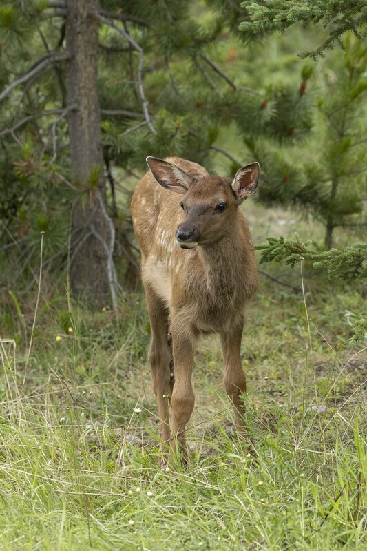 elk-1053.jpg :: Calf elk at forest edge in summer