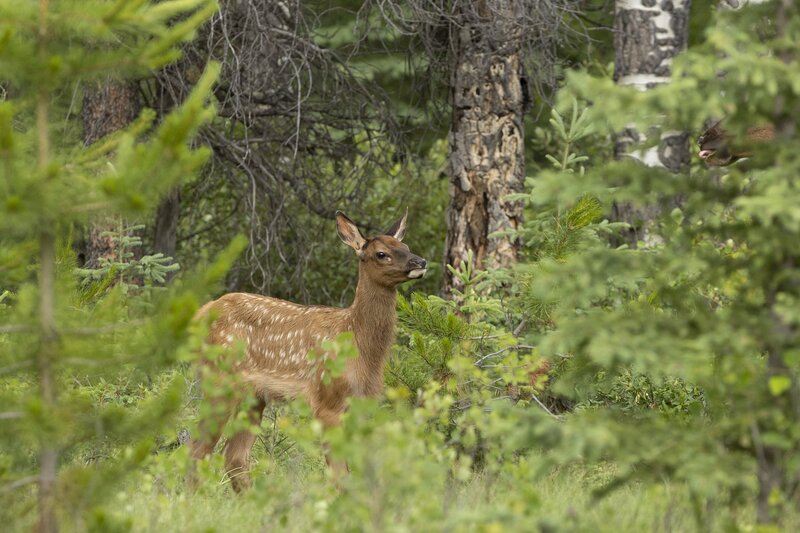 elk-1061.jpg :: Calf elk in forest in summer