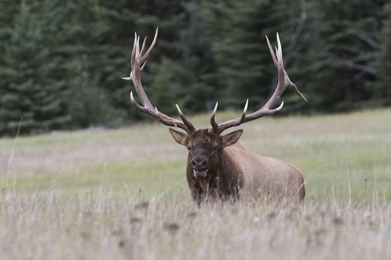 elk-3564.jpg :: Large bull elk behind small hill during autumn rut