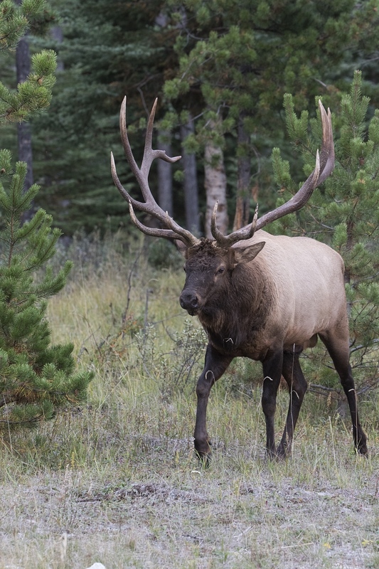 elk-3653.jpg :: Bull elk emerges from forest during autumn rut