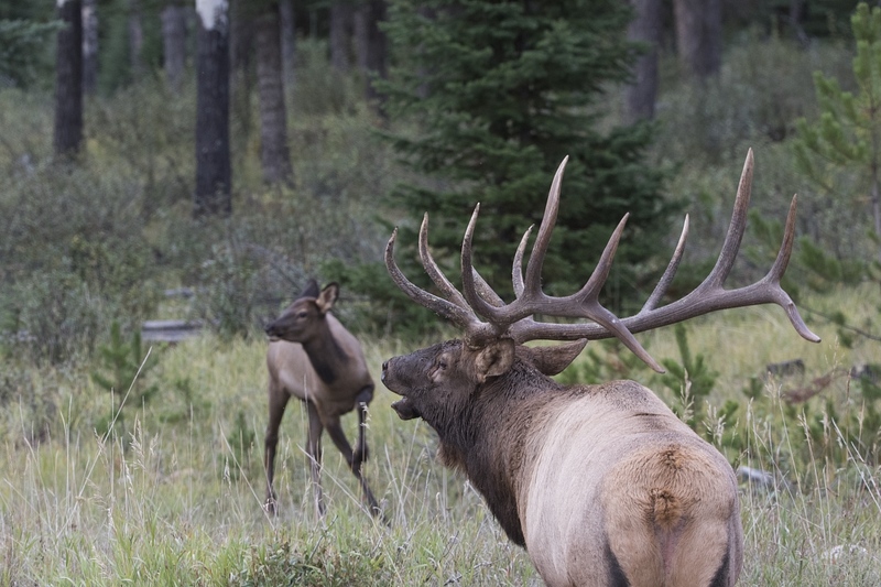 elk-36671.jpg :: Bull elk bugles with calf elk in background