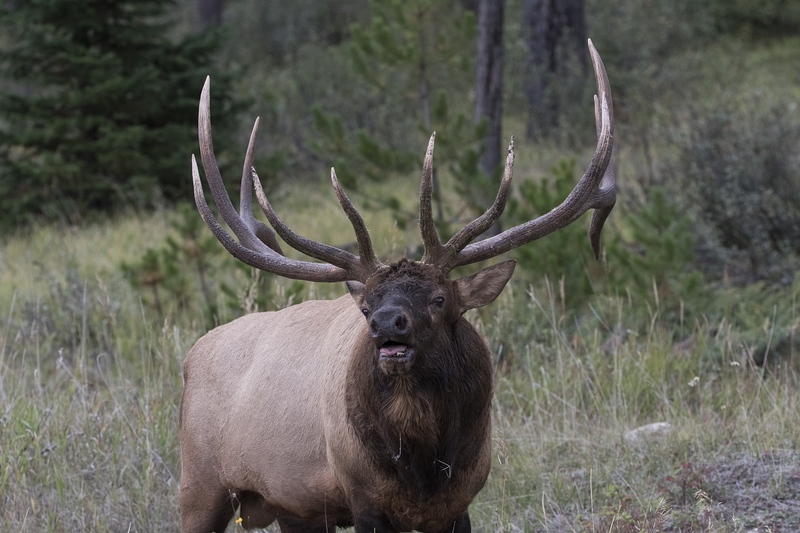 elk-3679.jpg :: Bull elk bugling during autumn rut
