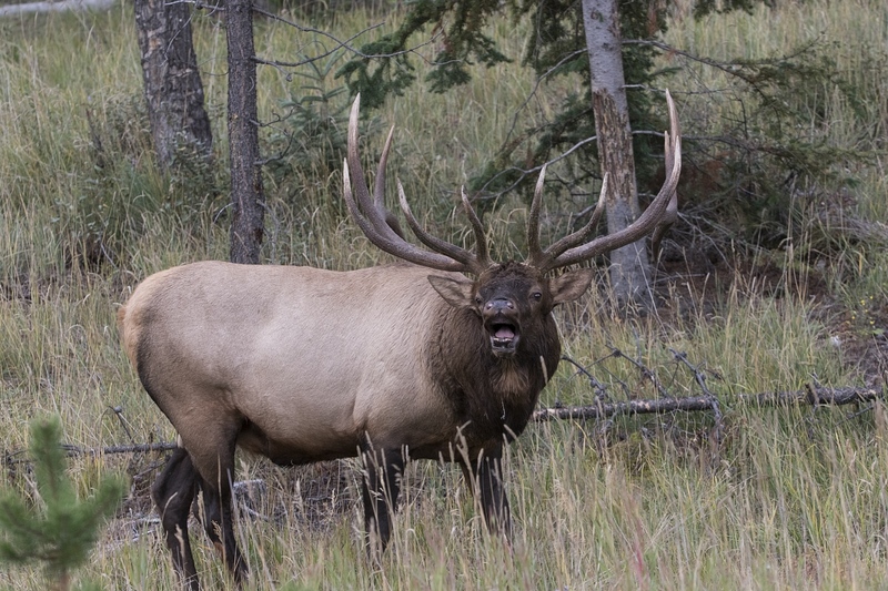 elk-37061.jpg :: Bull elk bugling during autumn rut