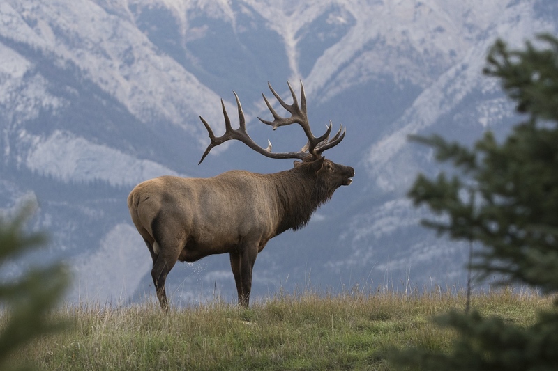 elk-3753.jpg