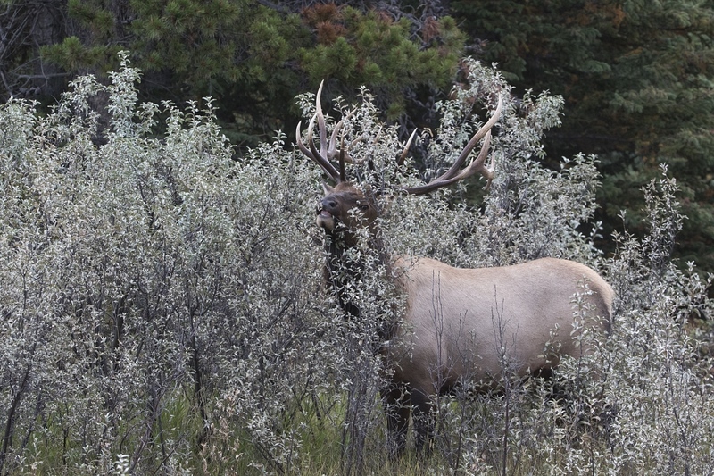elk-3965.jpg :: Bull elk browsing on wolf willow