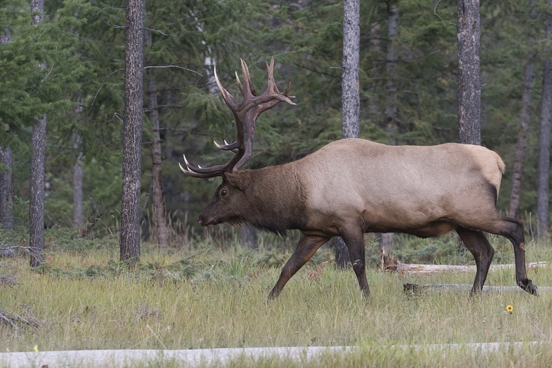 elk-42101.jpg :: Bull elk traveling at forest edge during autumn rut