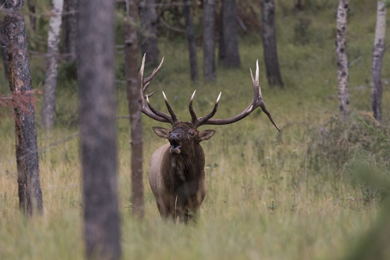 elk-4244.jpg :: Large bull elk bugling in forest during autumn rut