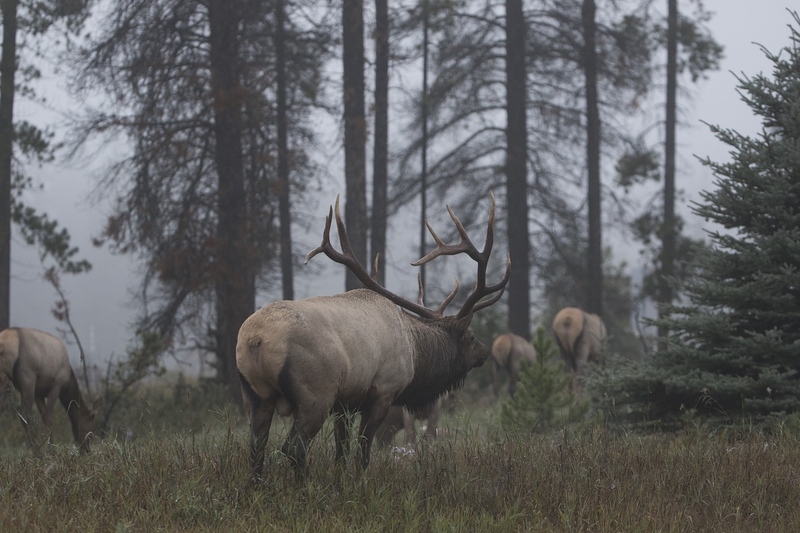 elk-4558.jpg :: Bull elk following harem through foggy forest during rut