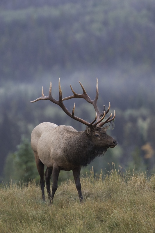 elk-4608.jpg :: Bull elk on hill in autumn