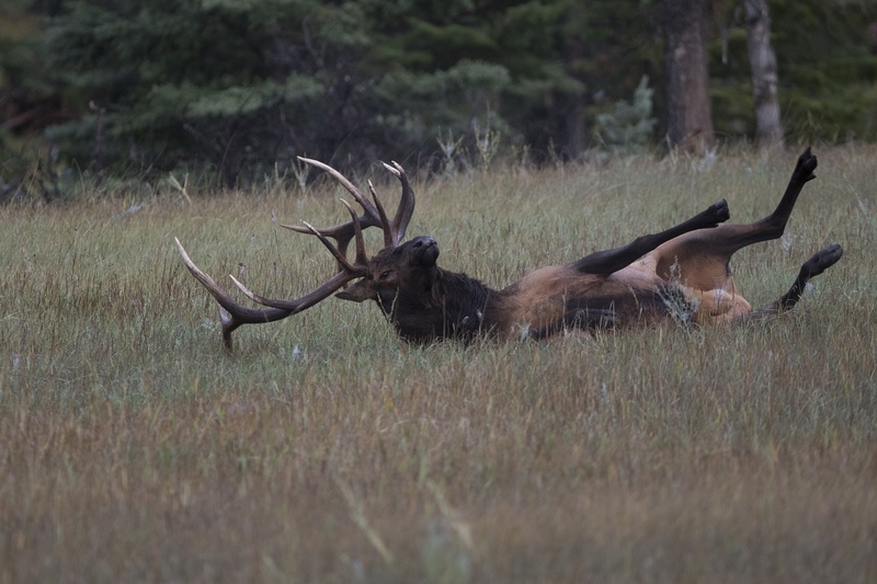 elk-4729.jpg :: Bull elk rolling on ground during autumn rut