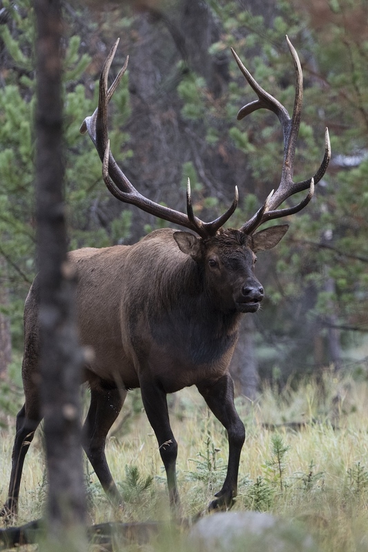 elk-4781.jpg :: Bull elk travels through pine forest during autumn rut