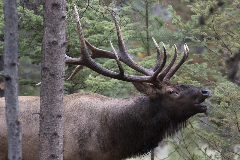 elk-47851.jpg :: Bull elk bugling in forest during autumn rut