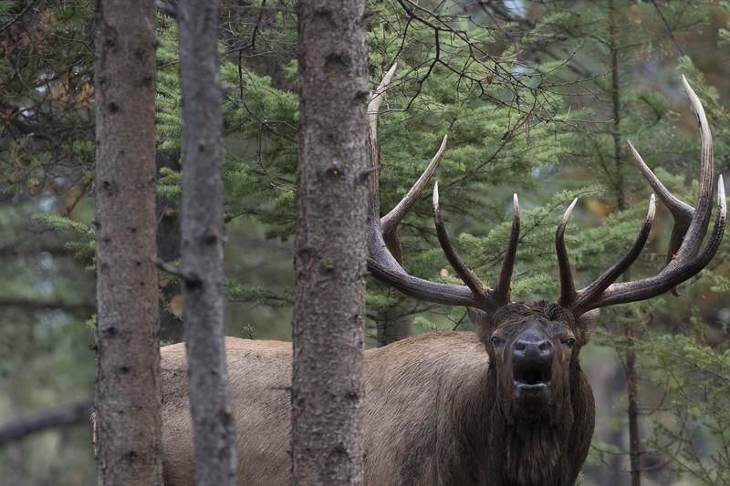 elk-4793.jpg :: Bull elk bugling in forest during autumn rut