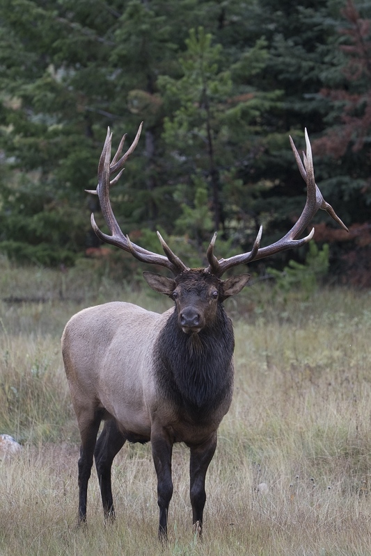 elk-4823.jpg :: Large bull elk during autumn rut