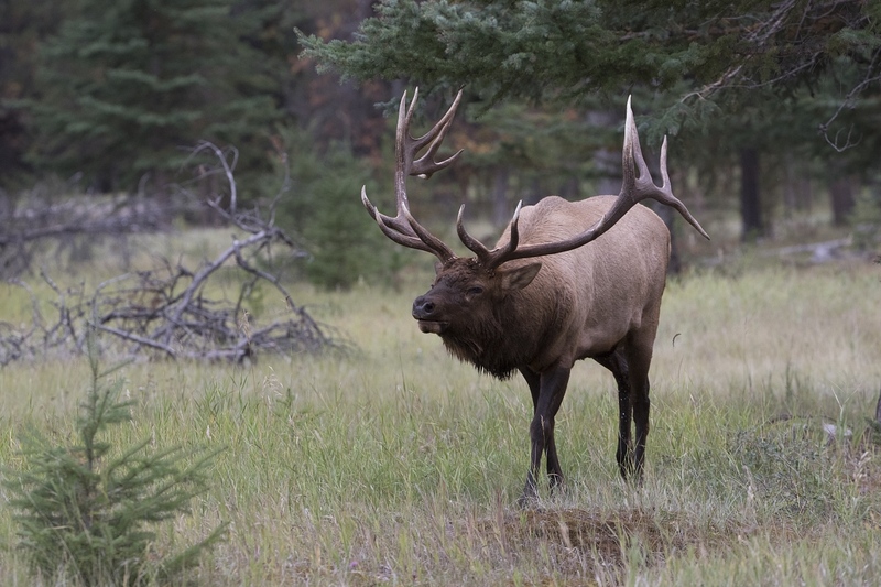elk-49081.jpg :: Bull elk during autumn rut