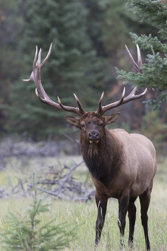 elk-4934.jpg :: Large bull elk during autumn rut
