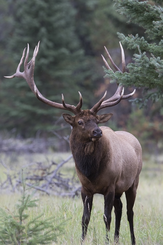 elk-4937.jpg :: Large bull elk during autumn rut