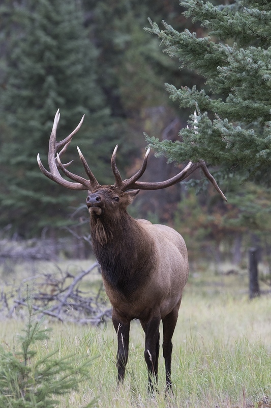 elk-4963.jpg :: Large bull elk in forest during autumn rut