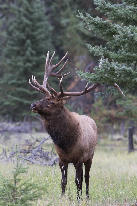 elk-4966.jpg :: Large bull elk in forest during autumn rut