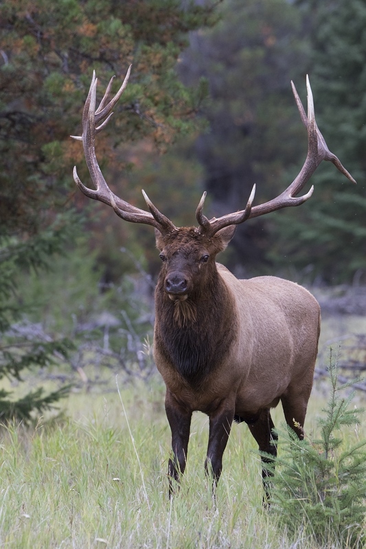 elk-4976.jpg :: Large bull elk in forest during autumn rut